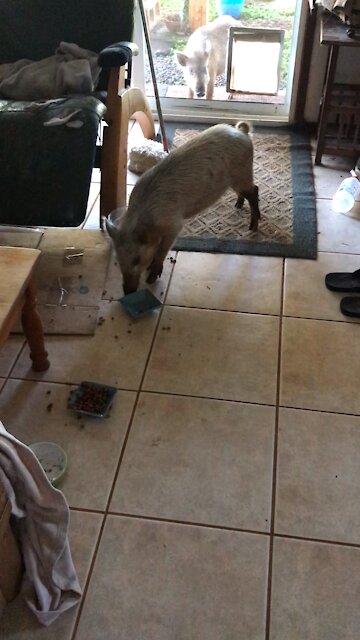 Wild Hogs in Da House!