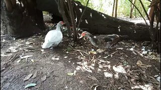 Two Muscovy Ducks, one bronze and one silver 9th March 2022