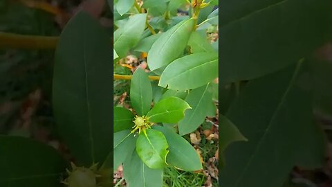 Dandelions and Rhododendron buds. #seasons #weather #nature #dog #strange