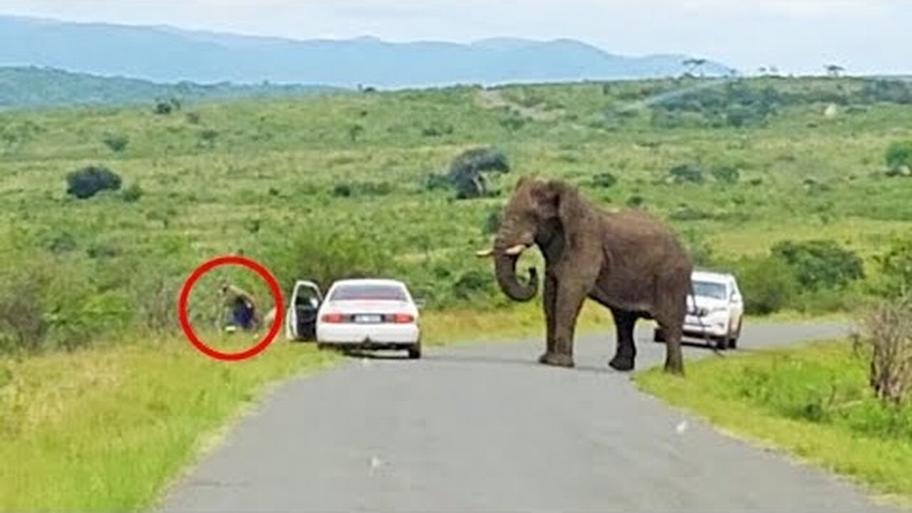 Man Ditches Toyota to Run Away from Elephant!