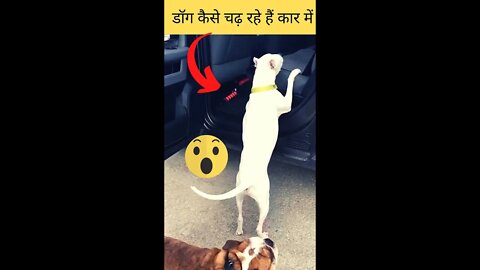 डॉग कैसे चढ़ रहे हैं कार में🤣How are dogs climbing in the car?