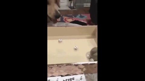 Dog Tries to Play Dice