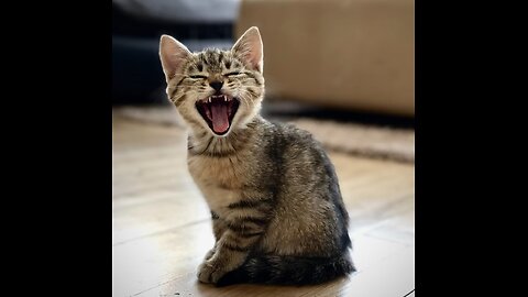 Funny video of cat and dog 🐶😺dog searching for cat