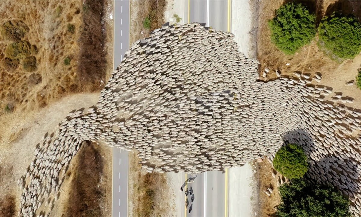 Unbelievable Encounters: If Not for Drones & CCTV - Part 2 🎥 | Animal Vised