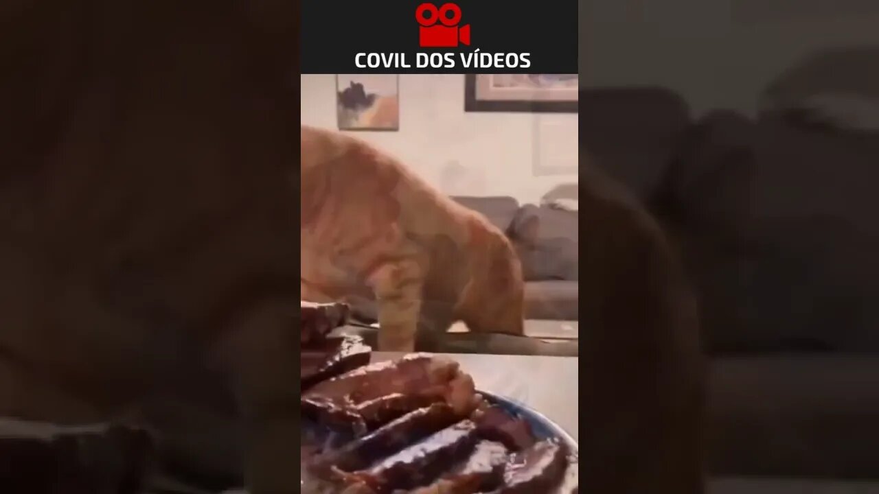 olha a cara desse gato