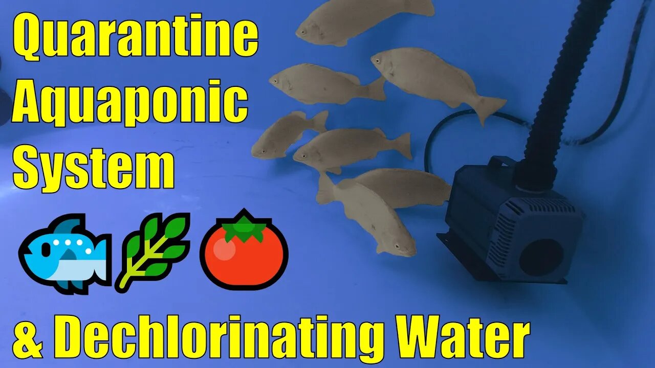 Aquaponics Quarantine System for New Fish & Dechlorinating Water with Ascorbic Acid