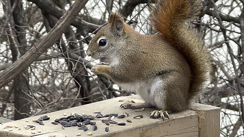 Red-Tailed squirrel closeup