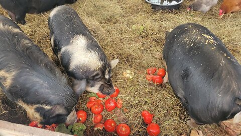 Farm Life Goes On Even When The Household is Sick