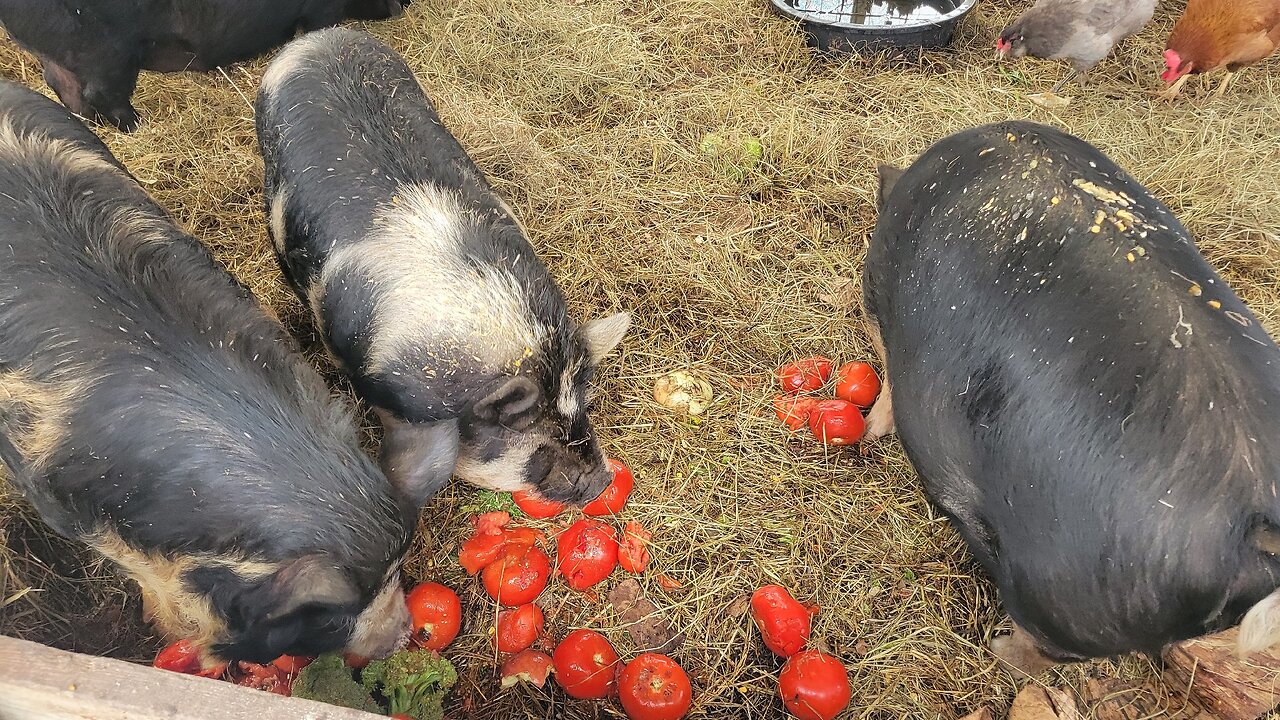 Farm Life Goes On Even When The Household is Sick