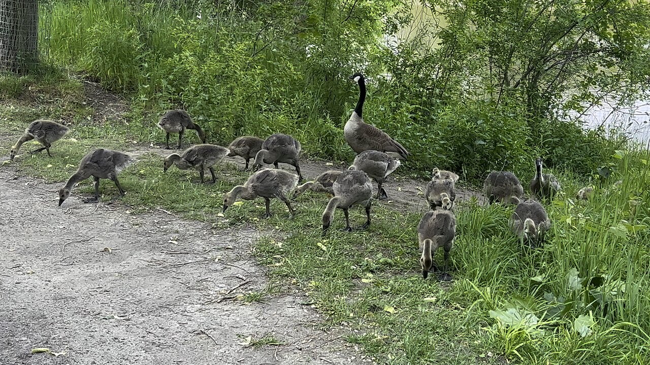 Clan growing fast 😊🙏👍🇨🇦🇨🇦🇨🇦🇨🇦
