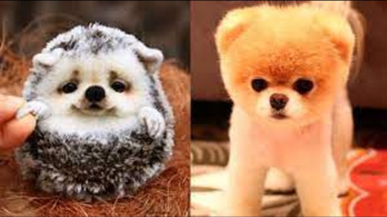 Cute baby animals Videos Compilation cute moment of the animals - Cutest Animals,Episode :206