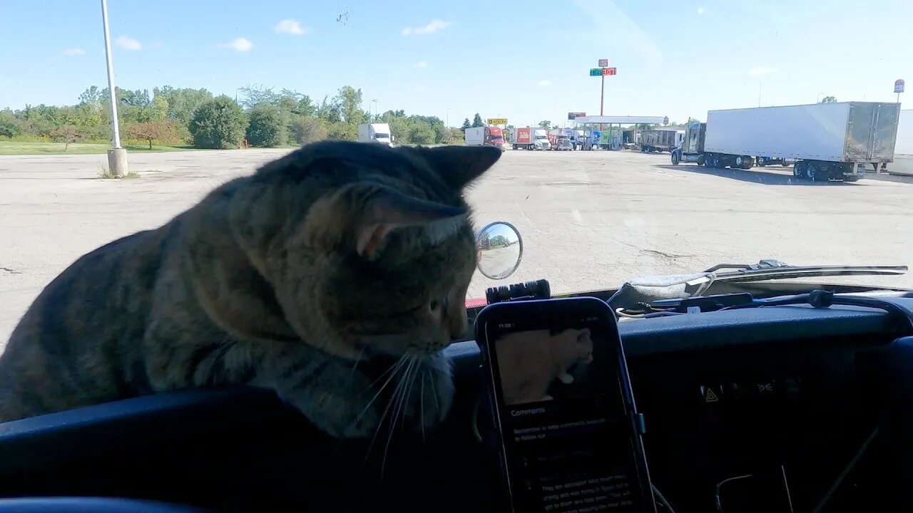 Milo Cat's reaction to Ima Survivor Sanctuary's new barn cat video