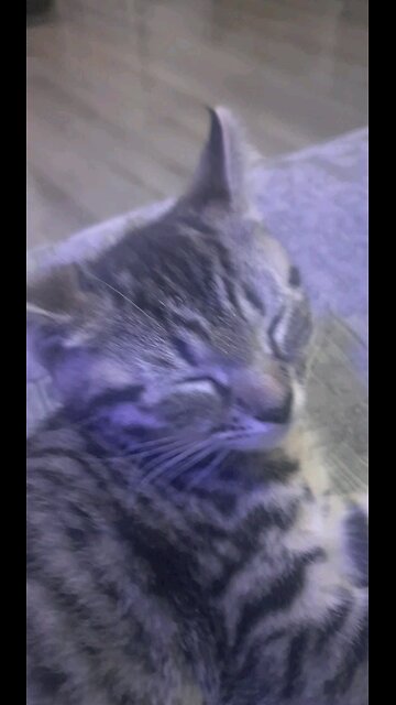 When your Bengal kitten has had enough of 2024 only 1 month in