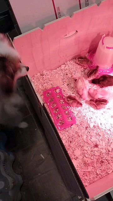 Rose checking the baby chicks