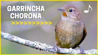 A Bela GARRINCHA CHORONA - Ouça o Canto do Rabo de Palha♫