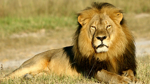 Understanding the Killing of Cecil the Lion