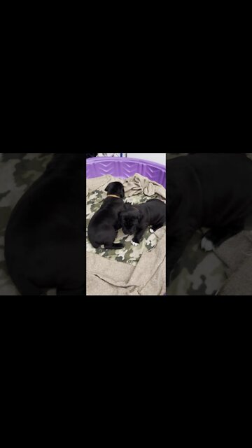 4 week old CaneCorsos