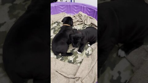 4 week old CaneCorsos
