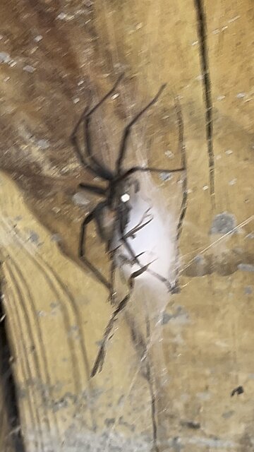 What Spider Is This??? 🕷️#ChamberlinFamilyFarms #spider #creepy #scary