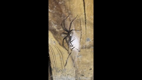 What Spider Is This??? 🕷️#ChamberlinFamilyFarms #spider #creepy #scary