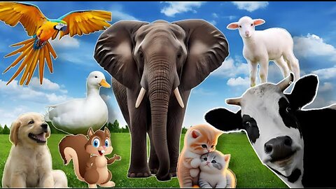 learn about adorable animals : cat, dog, duck, ottar, cow funny video