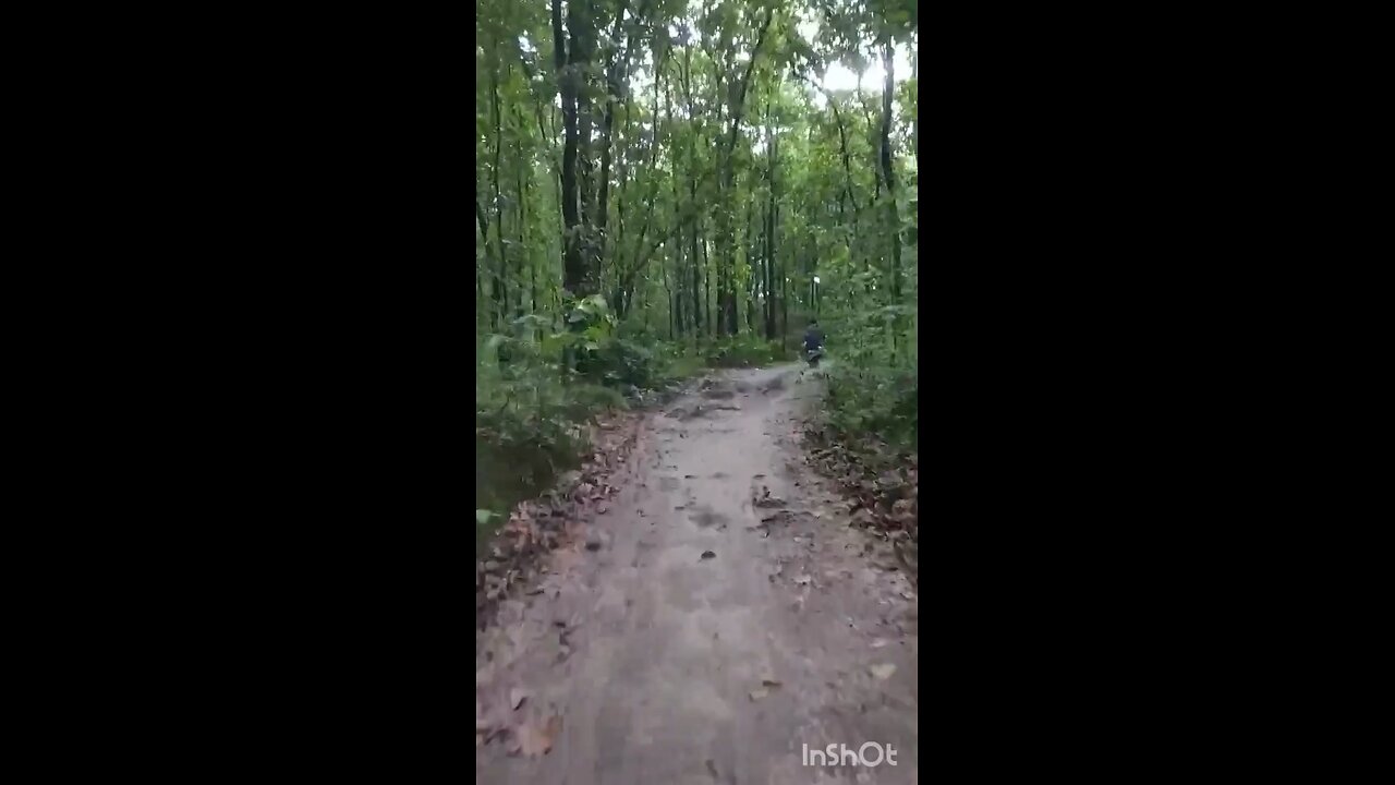 jungle