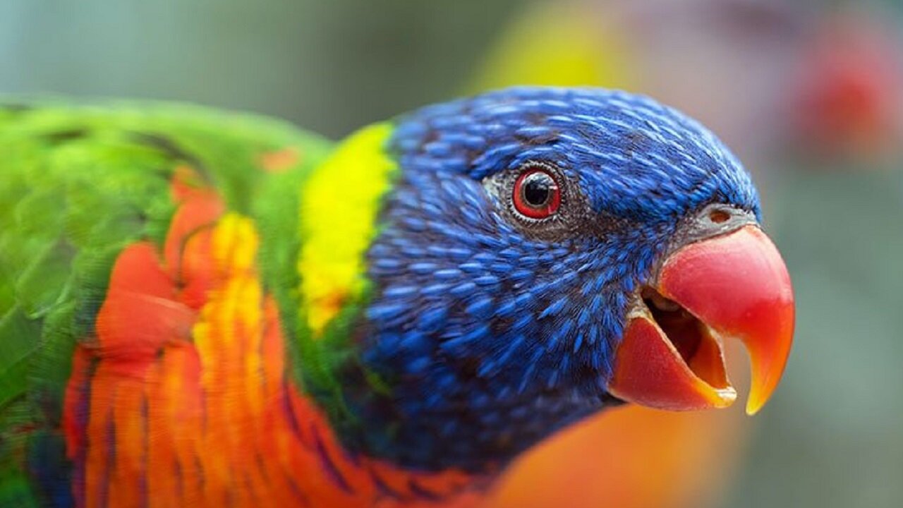 The Rainbow Lorikeet Nest