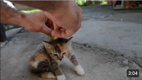 How to deactivate a Cat