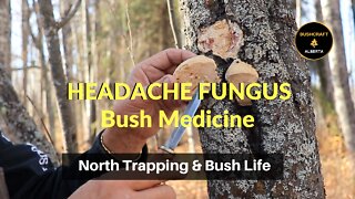 Headache Fungus