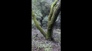 Tree with Green Sweater (Moss)