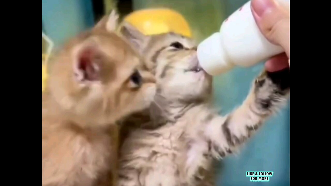 Little cats fight for milk with love_😻🍼