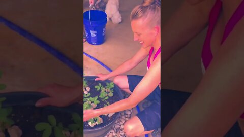 Her Peanut plant babies are growing up! 🧑‍🌾🥜❤️ #shorts #viral #garden