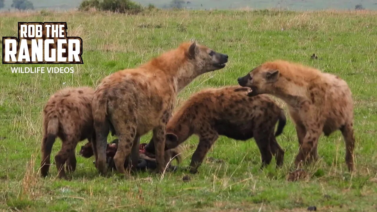 Hyenas Chew On A Gnu Head | Maasai Mara Safari | Zebra Plains