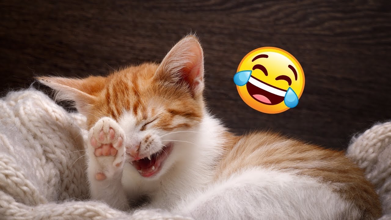 Feline Frenzy | The Funniest Cat Videos Ever 2023