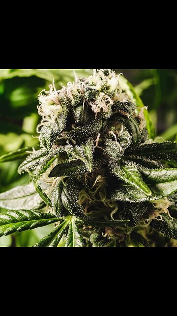 😚💨2 Shattters, 1 Peace Sign Dab✌ 2 Strains