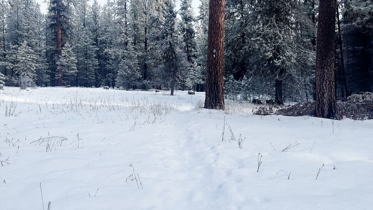 Frosted Snow-Flocked Juniper Trees Look Like Colorado Blue Spruces! | 4K Prineville Central Oregon