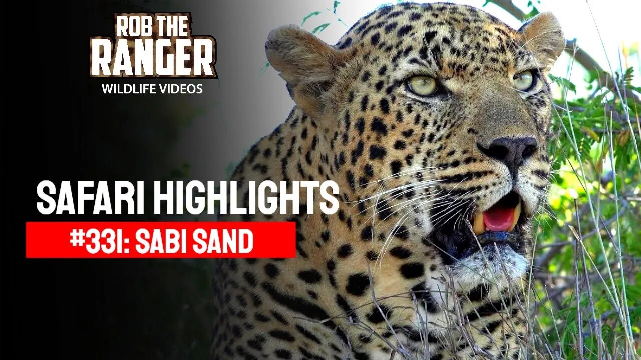 Safari Highlights #331: 08 - 11 March 2015 | Sabi Sand Nature Reserve | Latest Wildlife Sightings