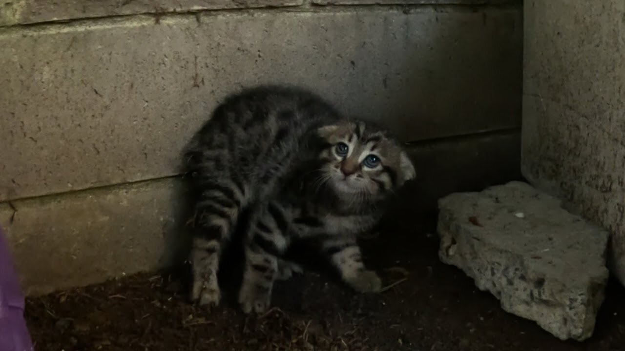 Scared feral kitten trusts a human for the first time