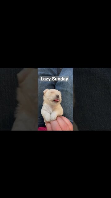 Rough life for puppy! #short #puppy #cuteness