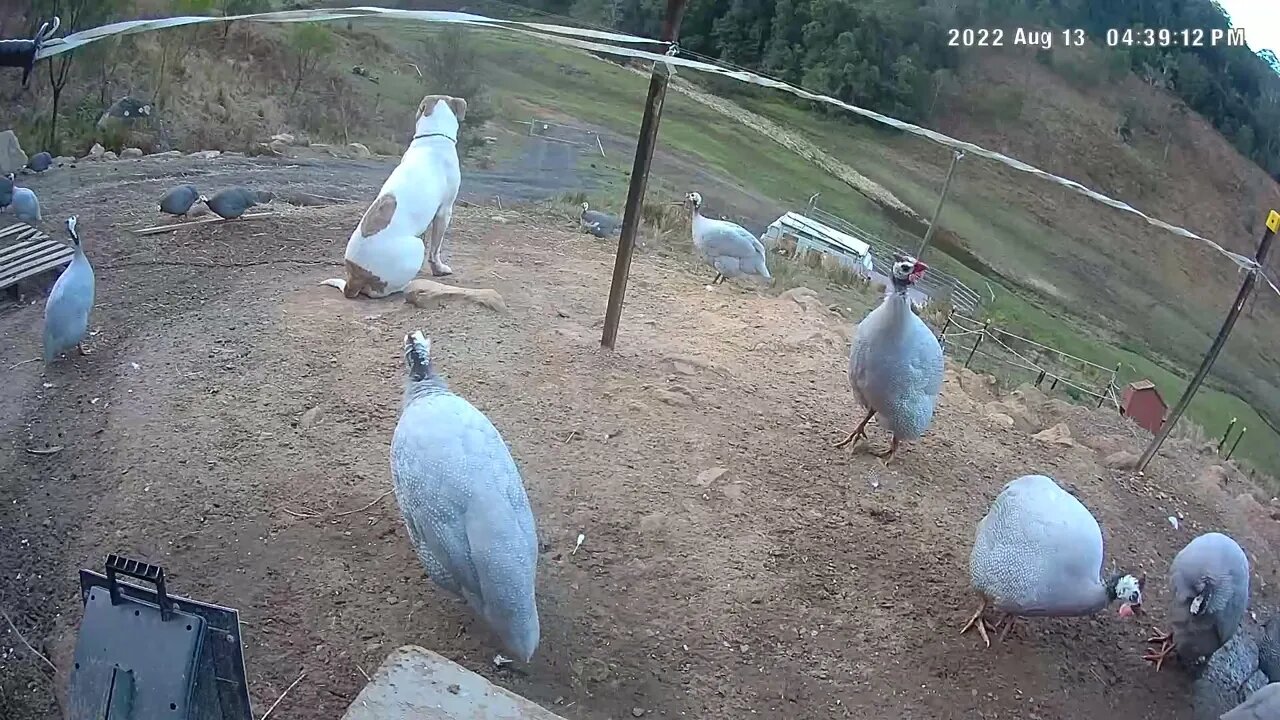 Dedicated watch dog and his guinea fowl