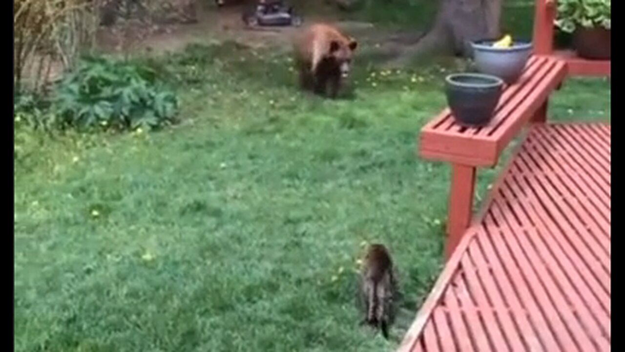 Brave Cat vs Bear