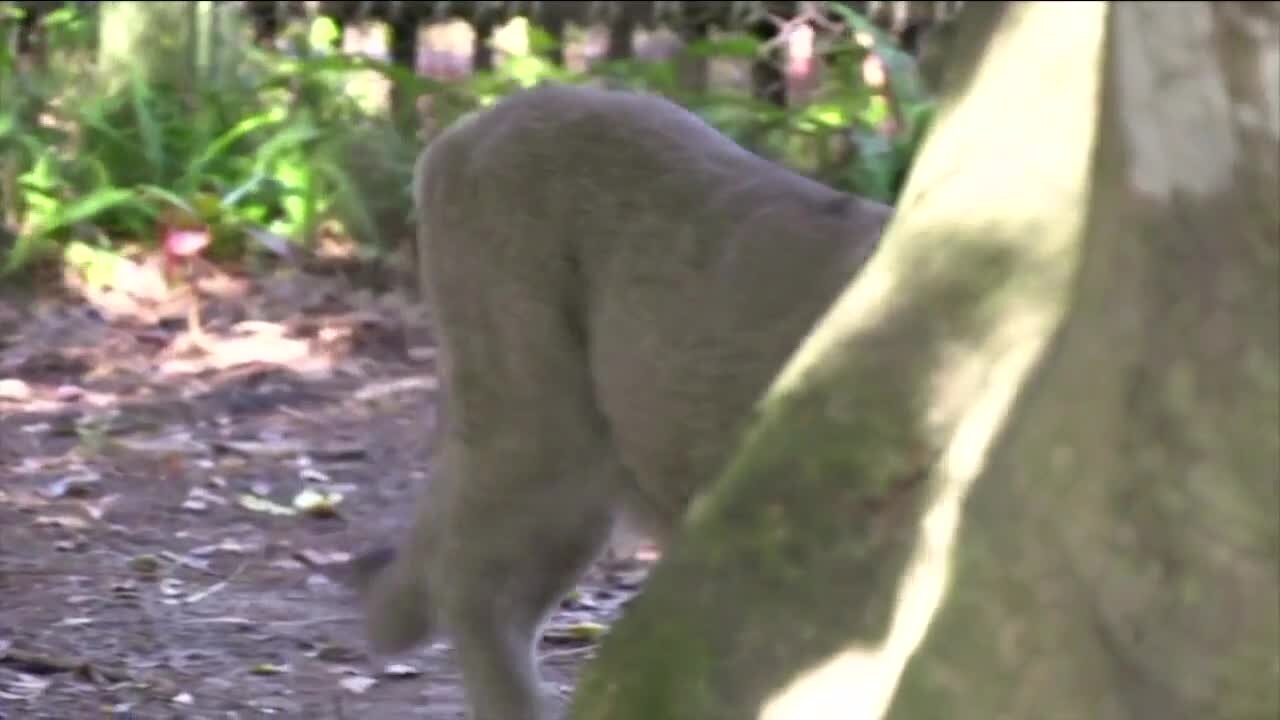 10th Florida panther death