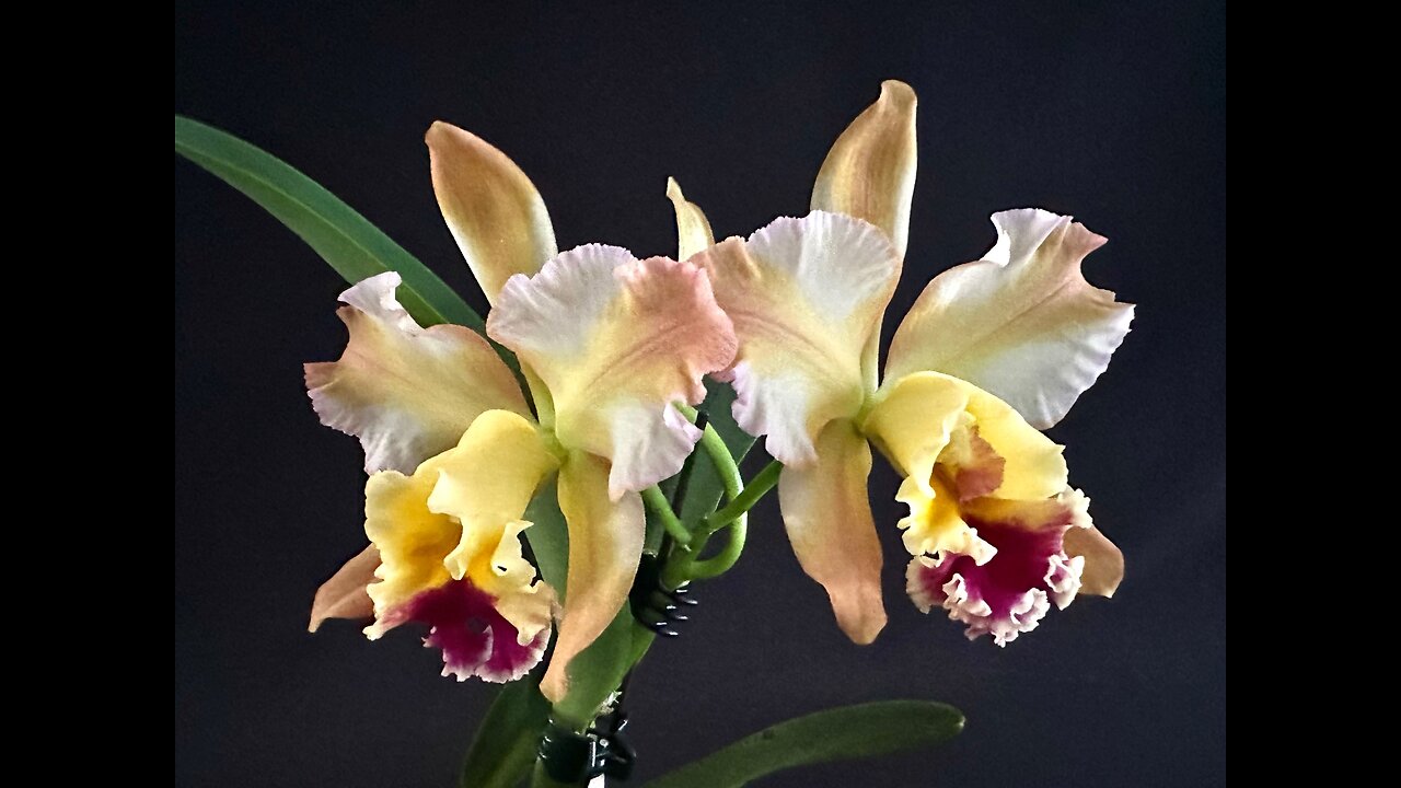 2024 November/December St. Augustine Orchid Society's Virtual Show Table