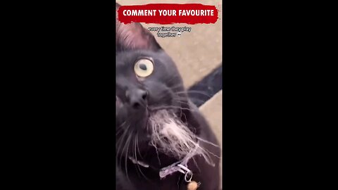 crazy fight between animals #funnyvieos