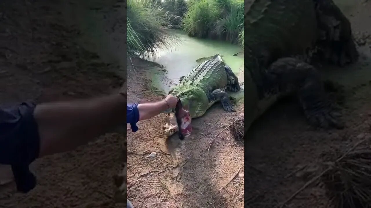 jacaré gigante quebrou o dente