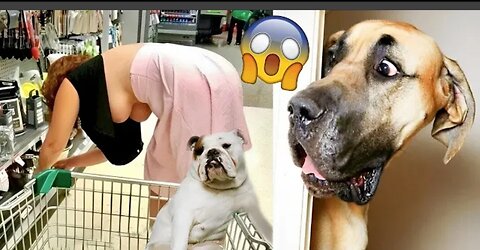 Funny animals video - funny dogs and cats-Try not to laugh Animal 2023