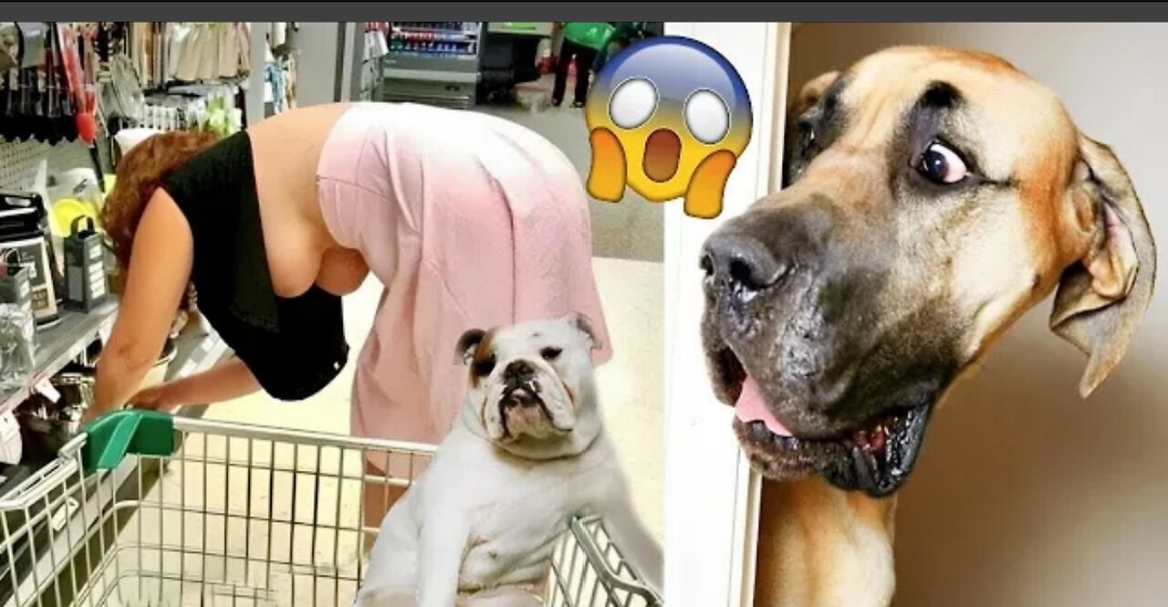 Funny animals video - funny dogs and cats-Try not to laugh Animal 2023