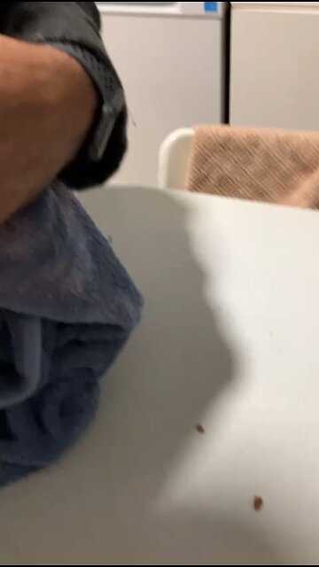 Hiw to feed an old cat with a needle