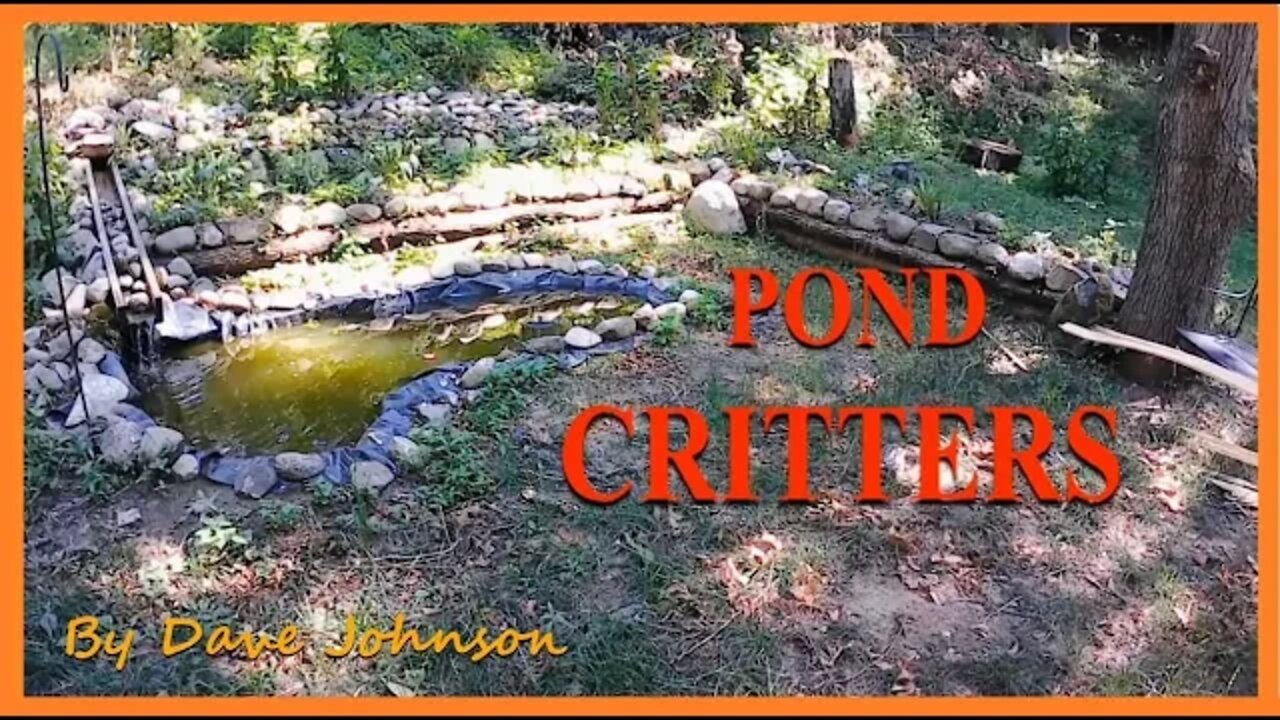 Pond Critters 07/16/2022