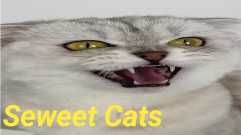 Hungry cats cute cats loveing careing samart cats in My house😻😻
